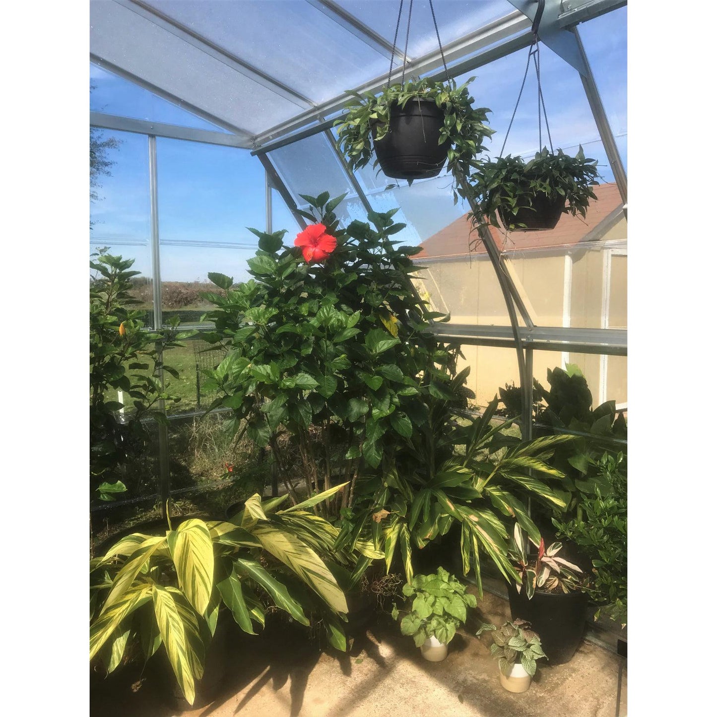 Americana Polycarbonate Greenhouse 12 x 12 ft. | Palram-Canopia-Delightful Yard