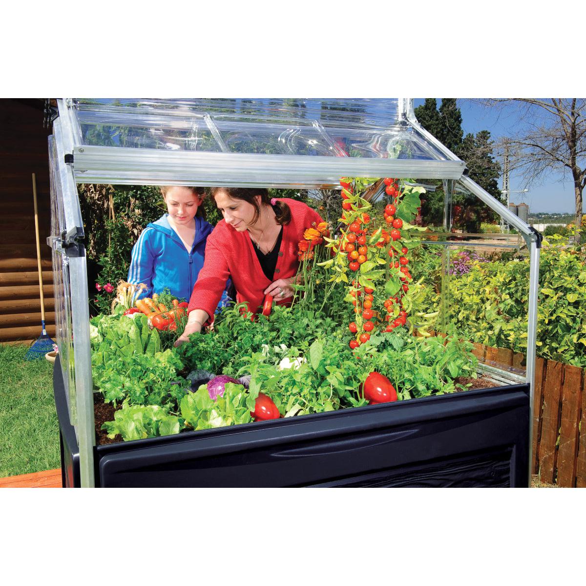Plant Inn Polycarbonate Mini Greenhouse 4 x 4 ft. | Palram-Canopia-Delightful Yard