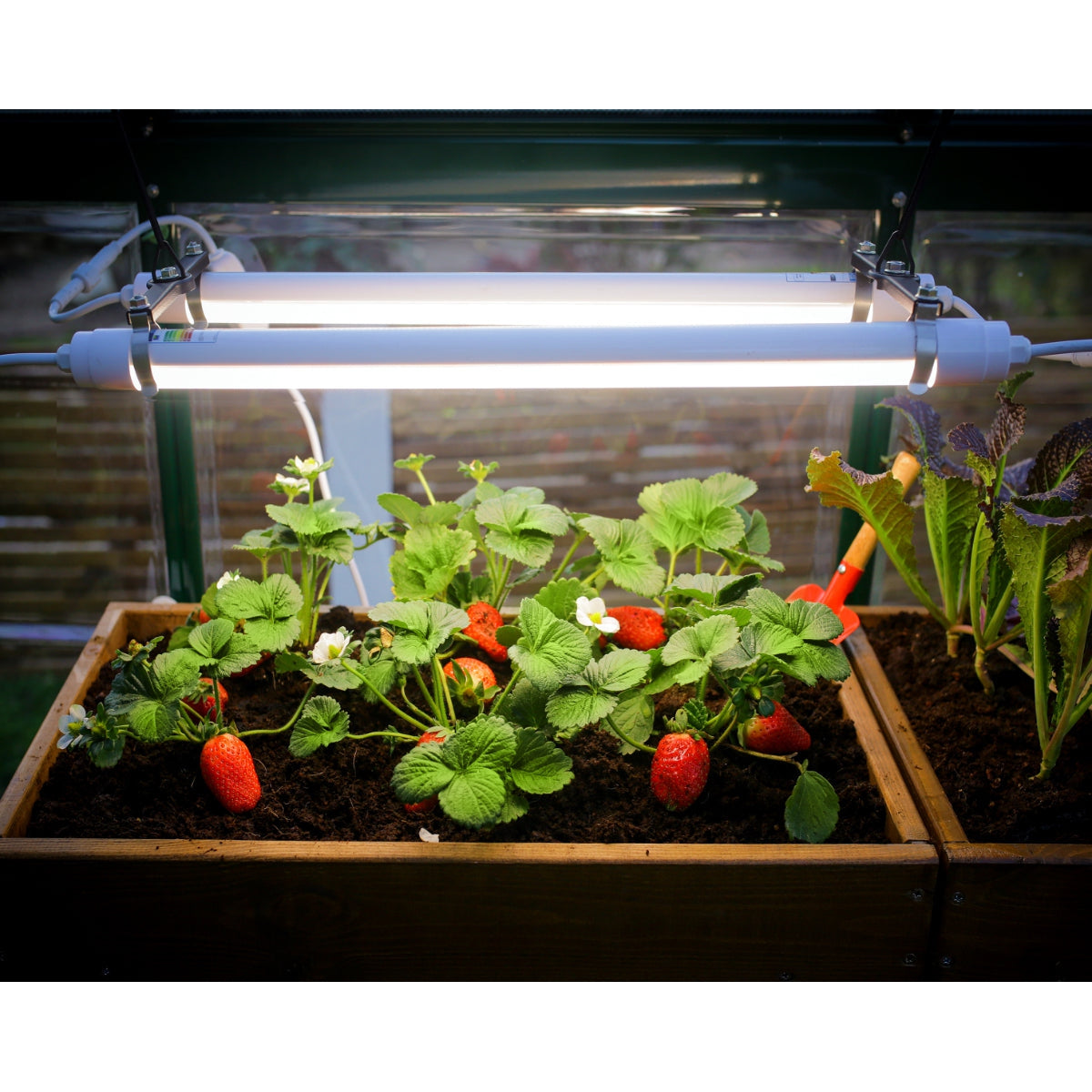 Full Spectrum LED Grow Light | Palram-Canopia-Delightful Yard