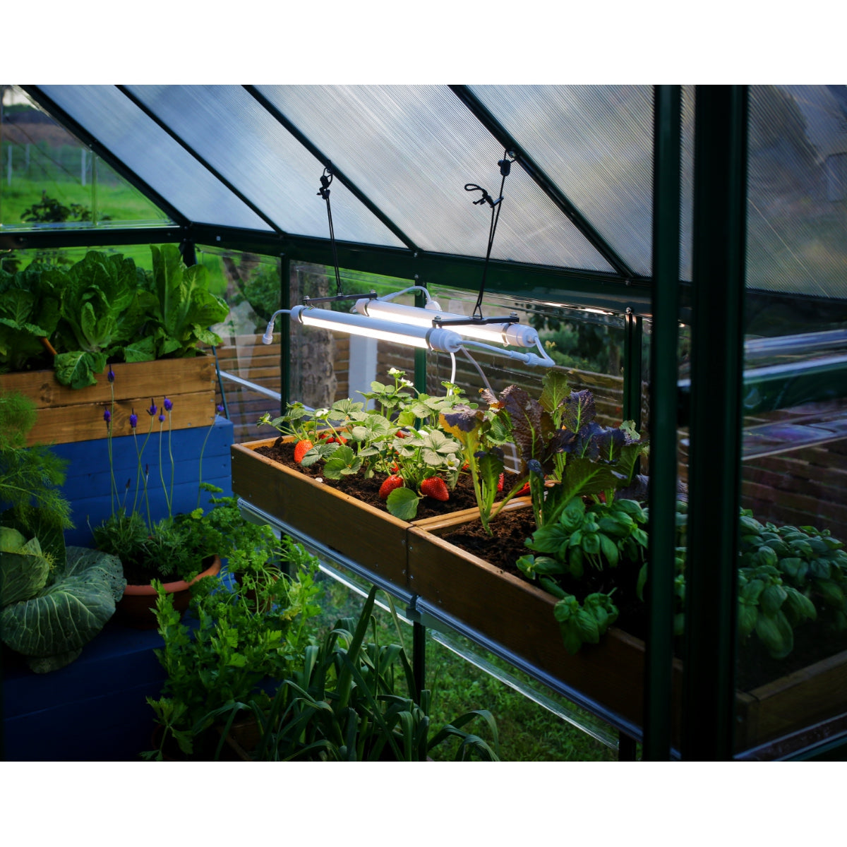 Full Spectrum LED Grow Light | Palram-Canopia-Delightful Yard