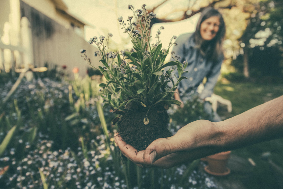 A Beginner's Guide to Transplanting Plants from Small Pots to Ground Soil