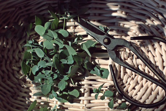 The Ultimate Guide to Pruning for Hobby Gardeners: Techniques, Timing, and Benefits