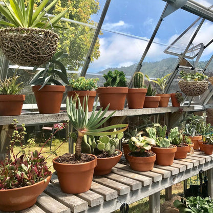 Americana Polycarbonate Greenhouse 12 x 12 ft. | Palram-Canopia-Delightful Yard