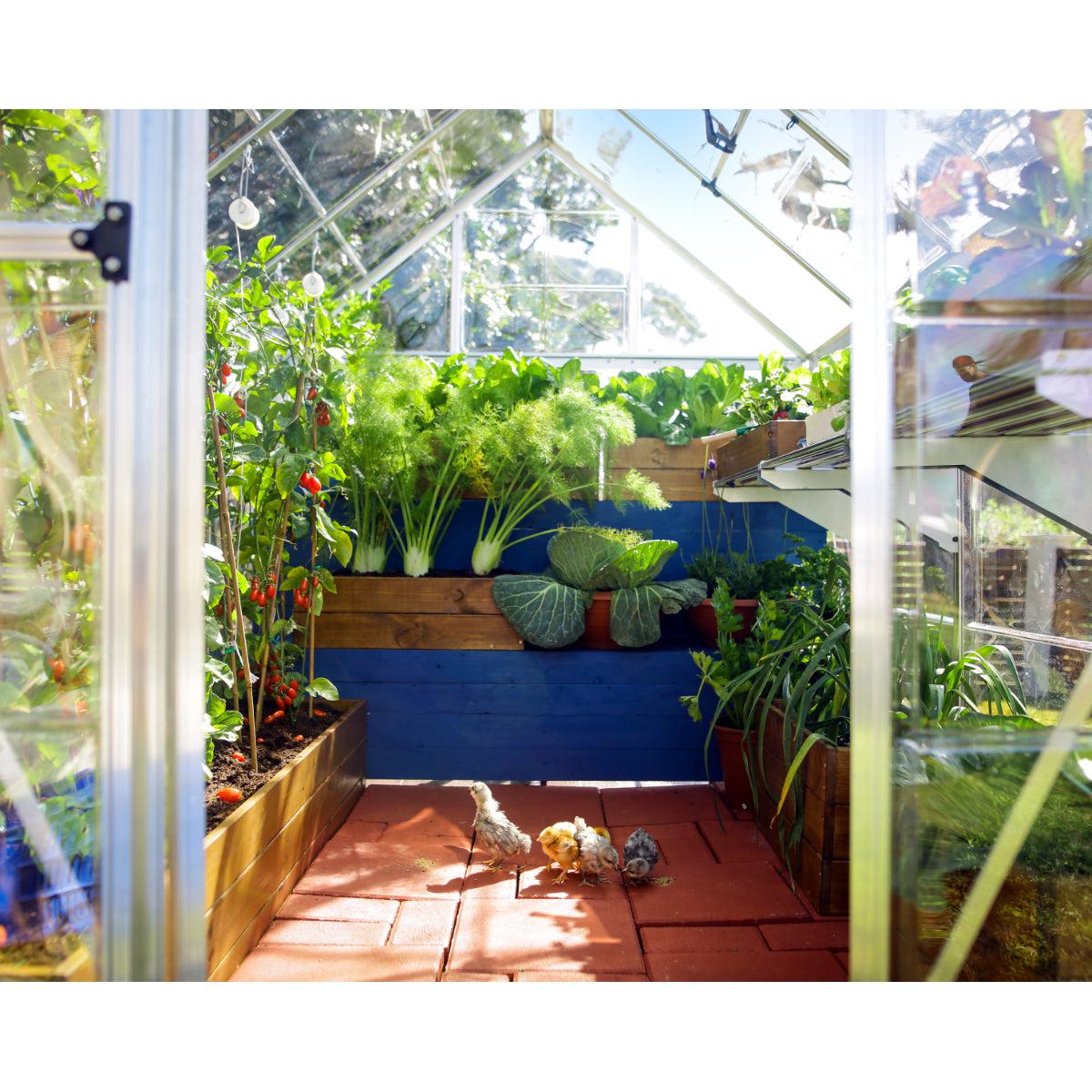 Harmony Polycarbonate Greenhouse 6 x 10 ft. | Palram-Canopia-Delightful Yard