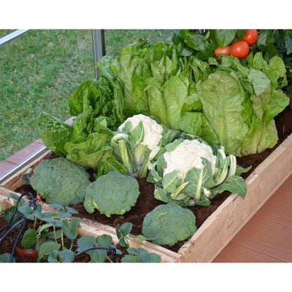 Greenhouse Drip Irrigation Kit | Palram-Canopia - Delightful Yard